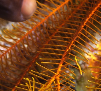 Small shrimp on Crionoid